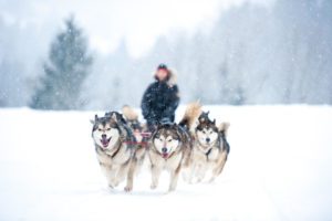 Dog sledding is one of the more unique things to do in Park City, Utah, in winter.